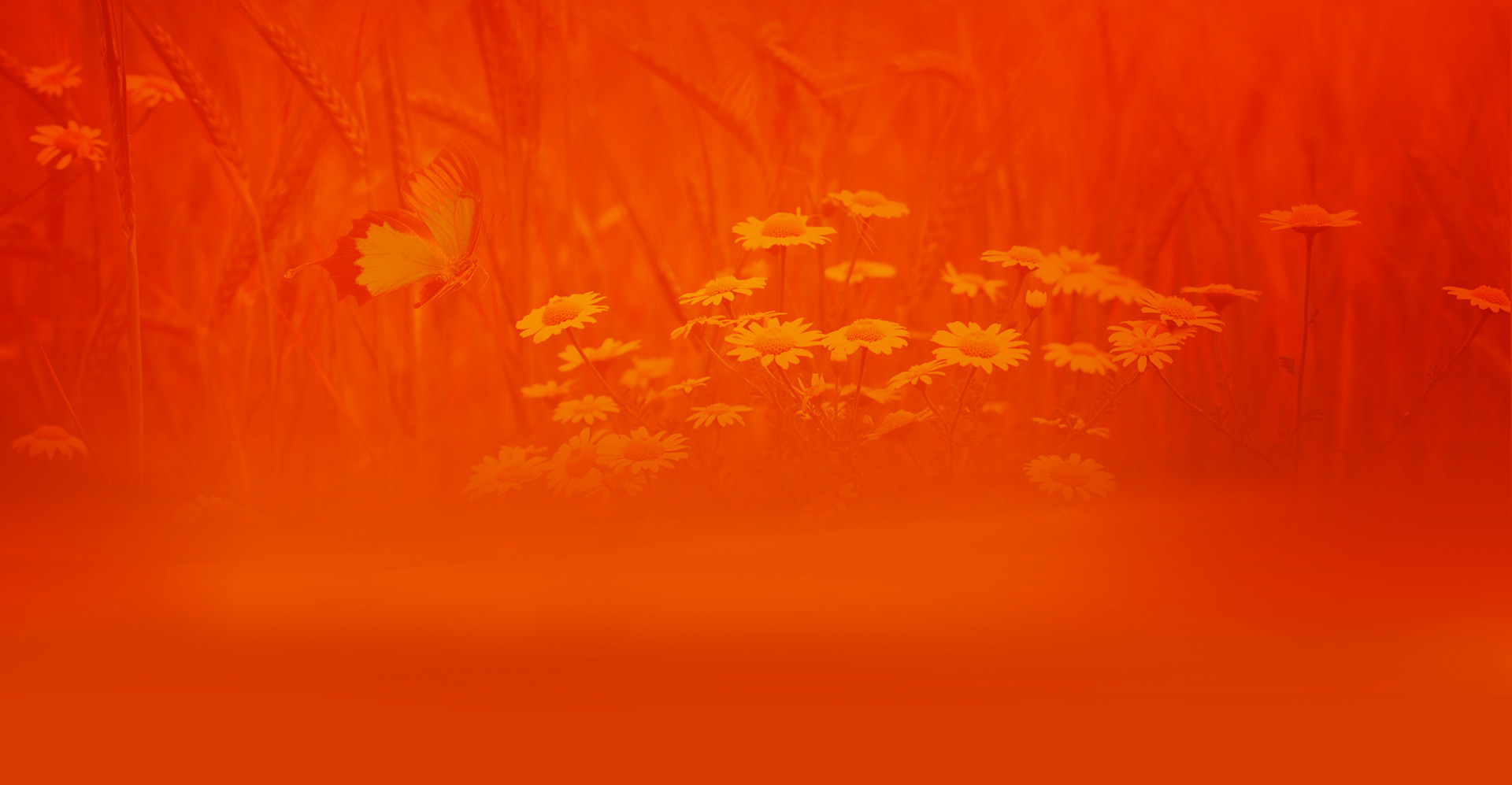 calendula soap